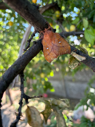 Plum Lappet