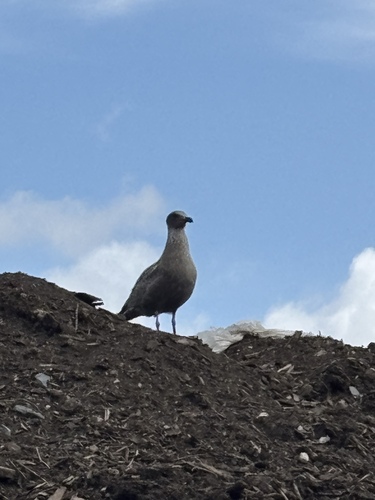 American Herring Gull