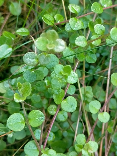 Twinflower