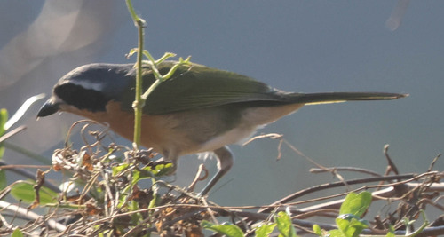 iNaturalist image
