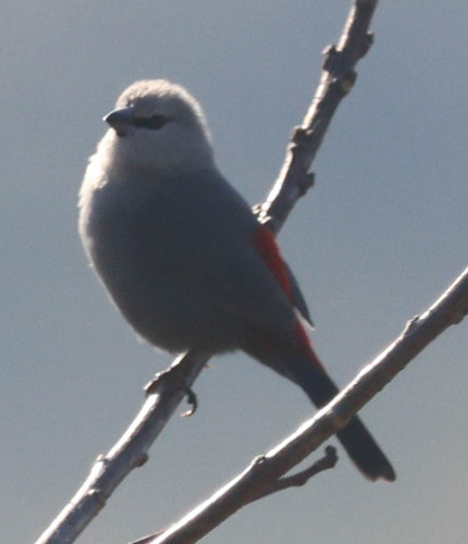 iNaturalist image