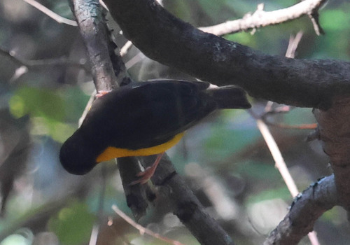 iNaturalist image