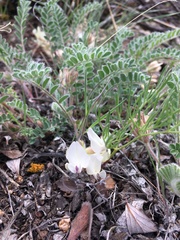 Astragalus parryi