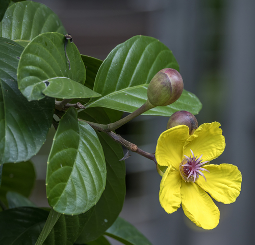 Dillenia excelsa, photograph 2