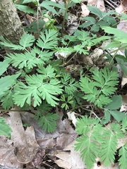 Dicentra cucullaria