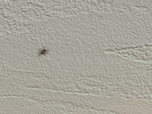 Zebra Jumping Spider