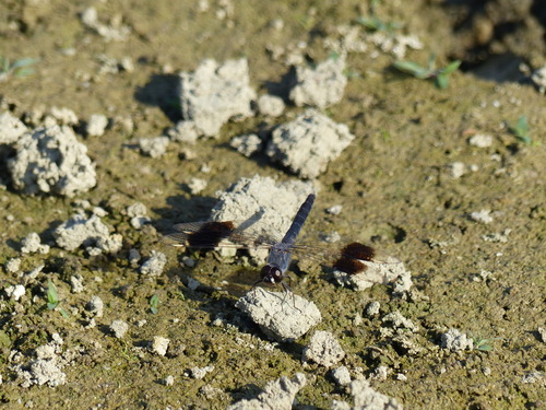 Northern Banded Groundling