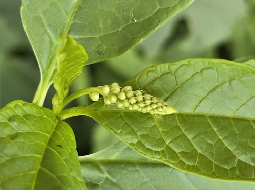 American pokeweed