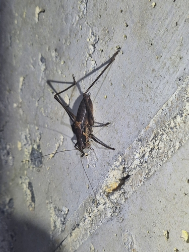 Brunner's Shieldback