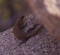 Liolaemus fuscus