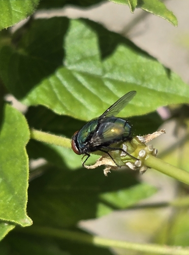 Common European Greenbottle Fly