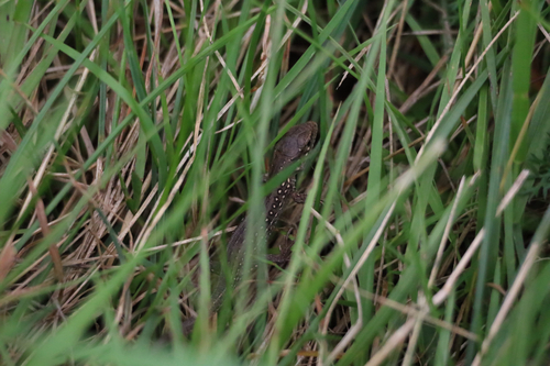 Sand Lizard