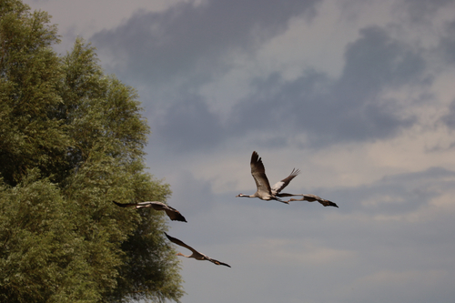 Common Crane