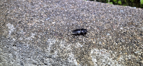 Dorcus rubrofemoratus chenpengi