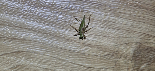 Tettigonia ussuriana