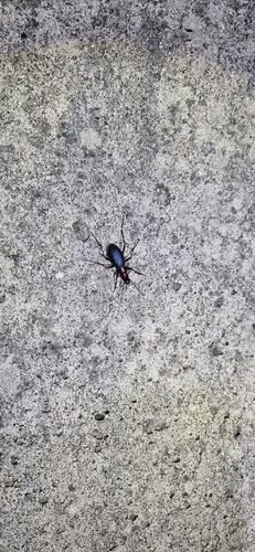 Carabus mirabilissimus