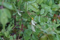 Phragmidium mucronatum