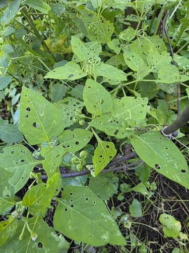 eastern black nightshade
