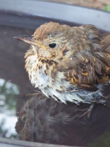 Song Thrush