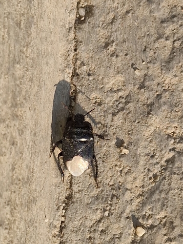 Black burrowing bug