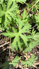 Geranium carolinianum carolinianum