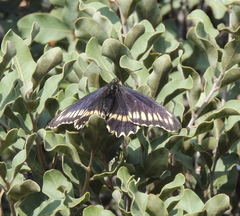 Battus polydamas psittacus