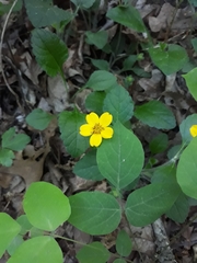 Chrysogonum