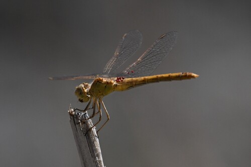 Southern Darter