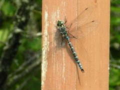 Aeshna canadensis