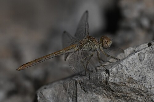 Sandy Darter