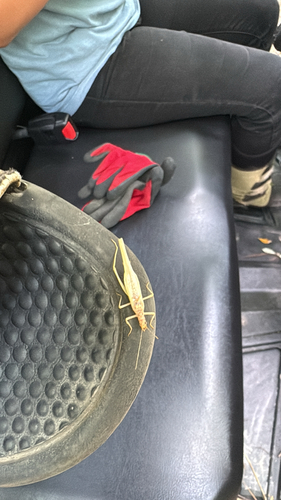 Two-spotted Tree Cricket