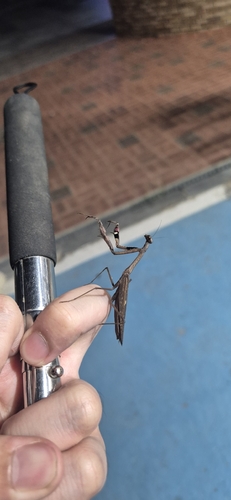 Asian Jumping Mantis