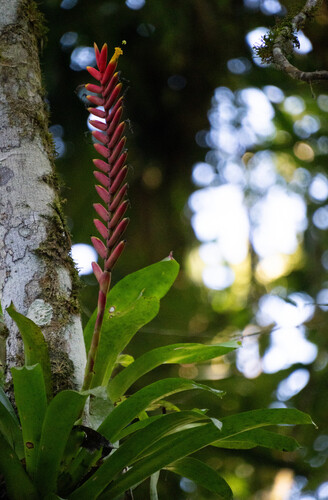 Vriesea ensiformis