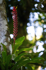 Vriesea ensiformis
