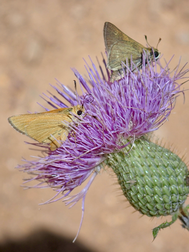 Prairie Arogos Skipper