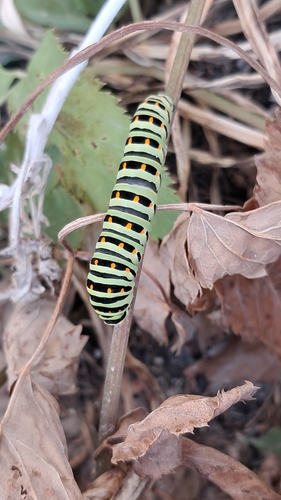 Old World Swallowtail