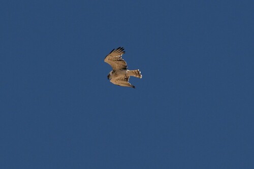 Short-toed Snake-Eagle