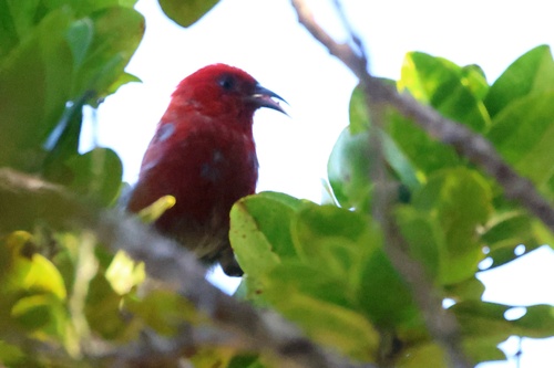 Himatione sanguinea observed 2026-08-19