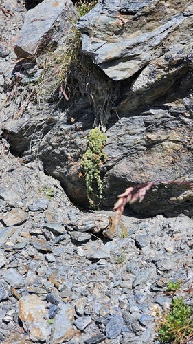 Saxifraga bryoides, photograph 6