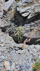 Saxifraga bryoides, photograph (c) Claude Kolwelter, some rights reserved (CC BY)