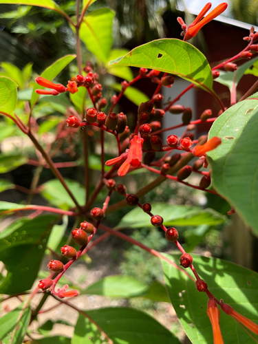 Firebush
