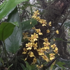 Oncidium klotzscheanum