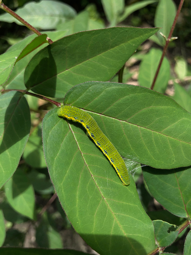Cloudless Sulphur
