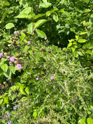 creeping thistle