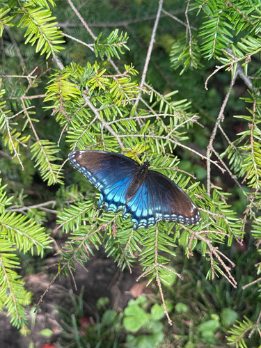 Red-spotted Admiral
