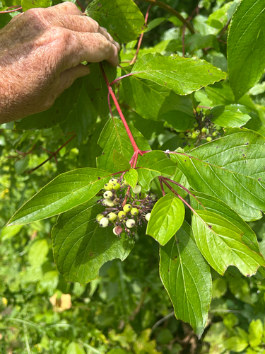 red osier dogwood