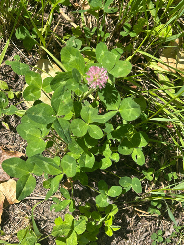 Red Clover
