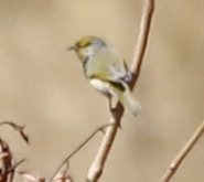 iNaturalist image