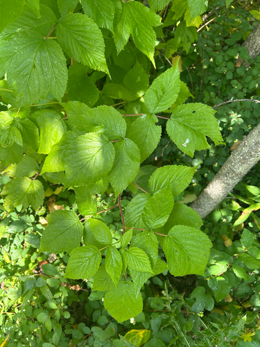 red raspberry