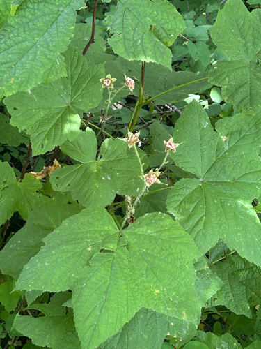 thimbleberry